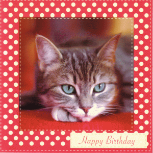 Braille Single Maine Coone Kitten
