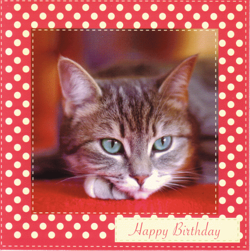 Braille Single Maine Coone Kitten
